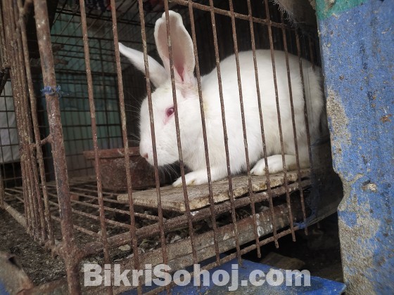 Adult male rabbit